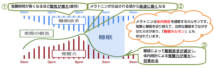 睡眠のメカニズム