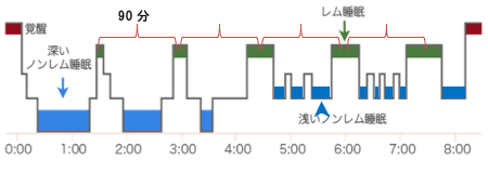 睡眠中のサイクル