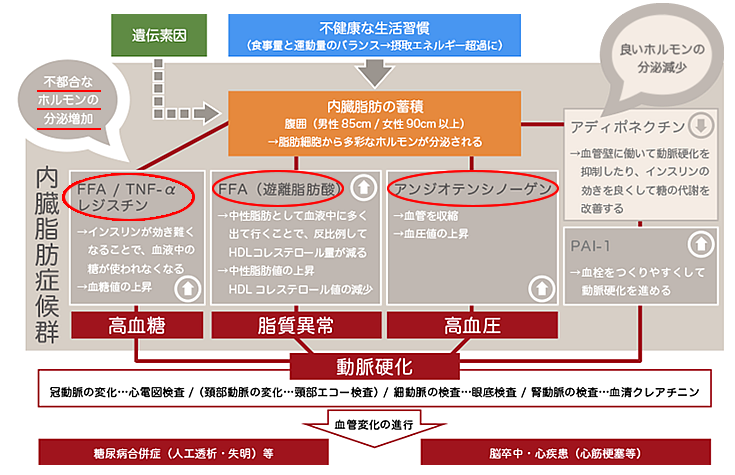 健康維持に不都合なホルモンの分泌が増加