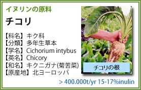 イヌリンの原料 チコリ